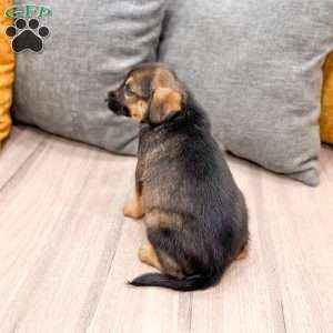 Teddy, Cavalier King Charles Mix Puppy