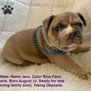 Jaxx, French Bulldog Puppy