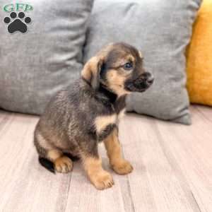 Teddy, Cavalier King Charles Mix Puppy