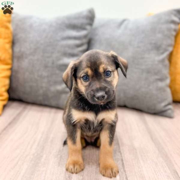 Teddy, Cavalier King Charles Mix Puppy