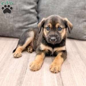 Teddy, Cavalier King Charles Mix Puppy
