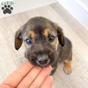 Teddy, Cavalier King Charles Mix Puppy
