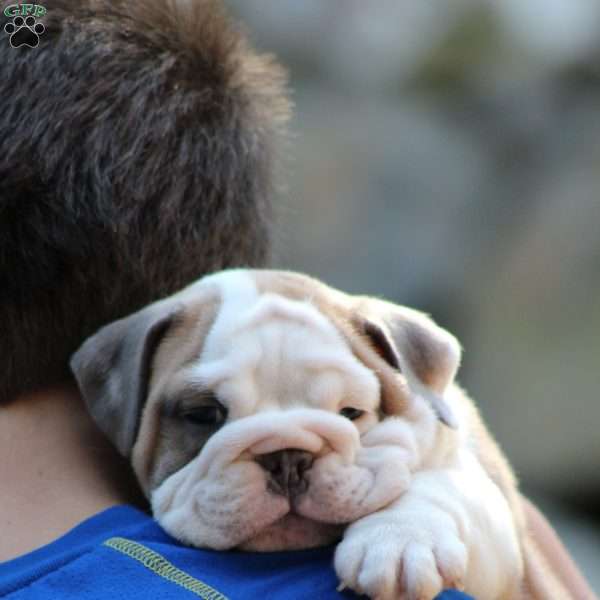 Rocky, English Bulldog Puppy