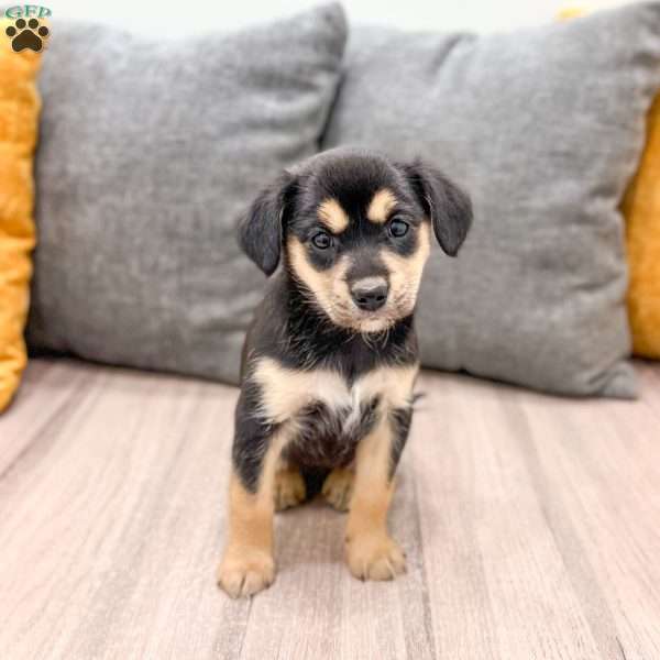 Bella, Cavalier King Charles Mix Puppy