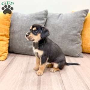 Bella, Cavalier King Charles Mix Puppy