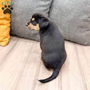 Bella, Cavalier King Charles Mix Puppy