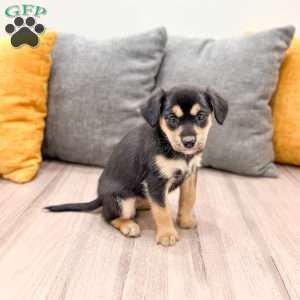 Bella, Cavalier King Charles Mix Puppy