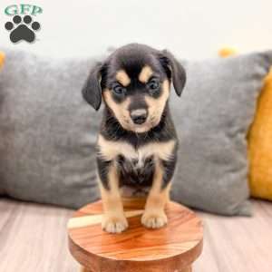 Bella, Cavalier King Charles Mix Puppy