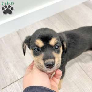 Bella, Cavalier King Charles Mix Puppy