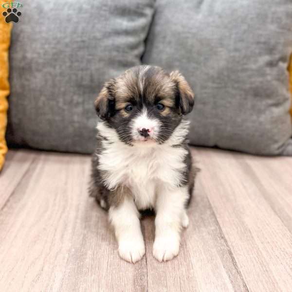 Sadie, Cavalier King Charles Mix Puppy