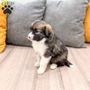 Sadie, Cavalier King Charles Mix Puppy