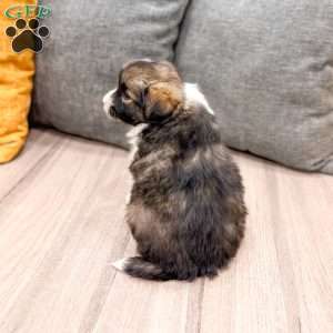 Sadie, Cavalier King Charles Mix Puppy