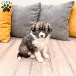 Sadie, Cavalier King Charles Mix Puppy