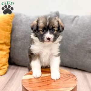 Sadie, Cavalier King Charles Mix Puppy