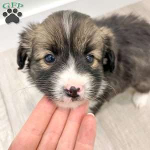 Sadie, Cavalier King Charles Mix Puppy