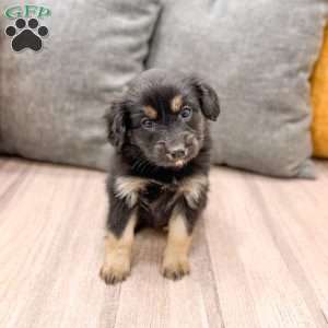 Coco, Cavalier King Charles Mix Puppy