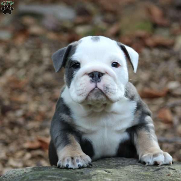 Zara, English Bulldog Puppy