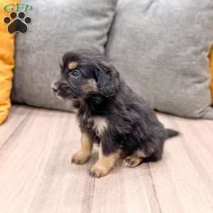 Coco, Cavalier King Charles Mix Puppy