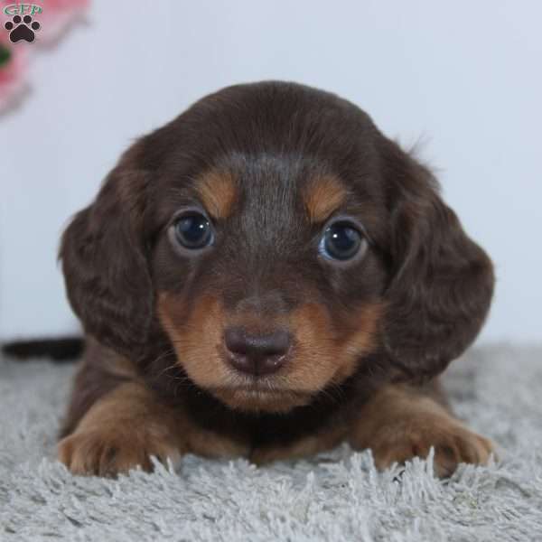 Frances, Dachshund Puppy