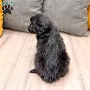 Coco, Cavalier King Charles Mix Puppy