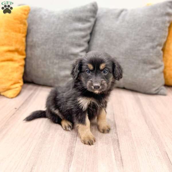 Coco, Cavalier King Charles Mix Puppy