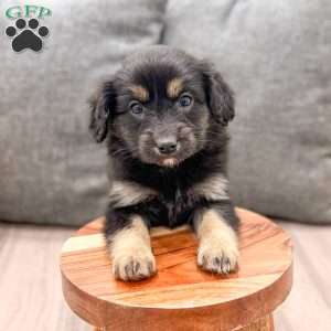 Coco, Cavalier King Charles Mix Puppy