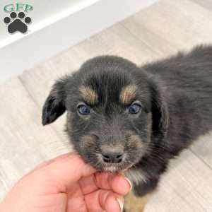Coco, Cavalier King Charles Mix Puppy