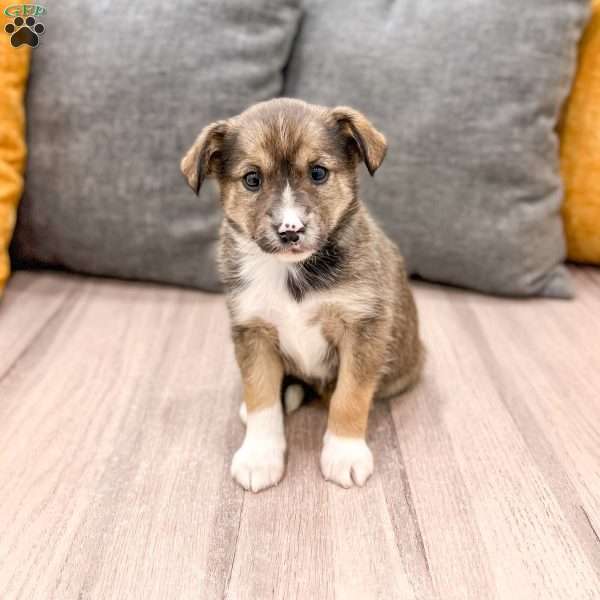 Millie, Cavalier King Charles Mix Puppy