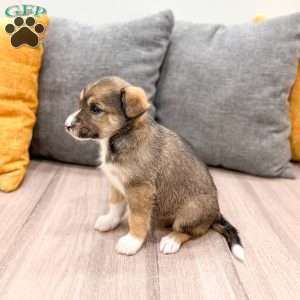 Millie, Cavalier King Charles Mix Puppy