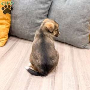 Millie, Cavalier King Charles Mix Puppy