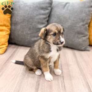 Millie, Cavalier King Charles Mix Puppy