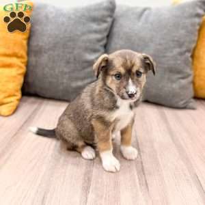 Millie, Cavalier King Charles Mix Puppy