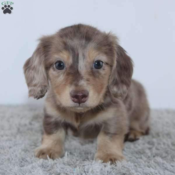 Frederick, Dachshund Puppy