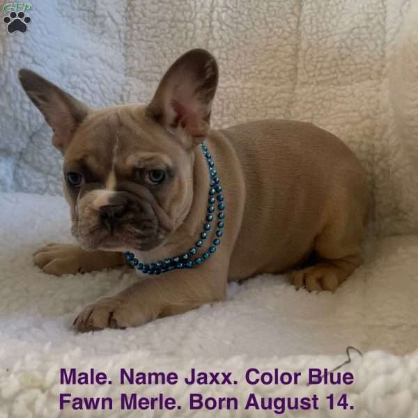 Jaxx, French Bulldog Puppy