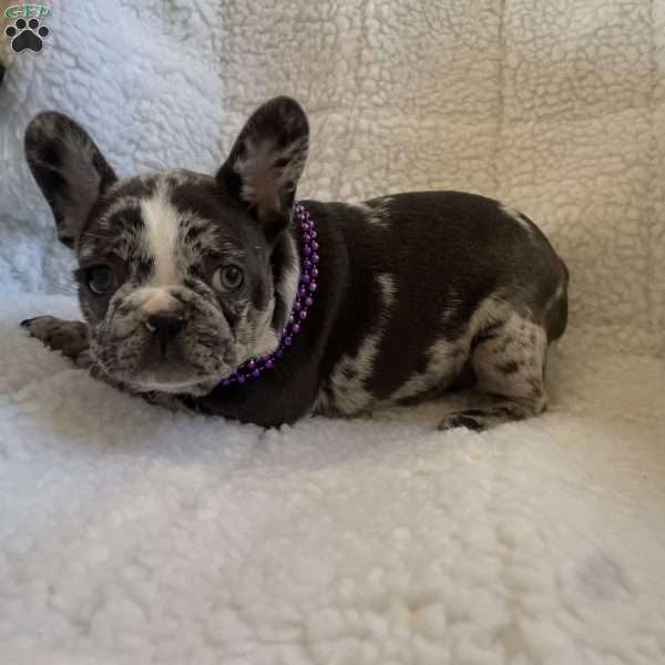 Maple Ann, French Bulldog Puppy