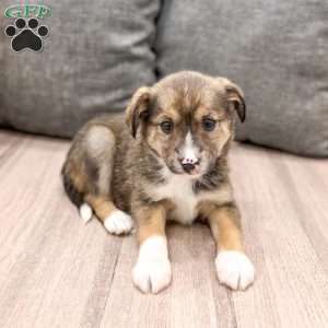 Millie, Cavalier King Charles Mix Puppy
