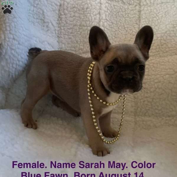 Sarah May, French Bulldog Puppy