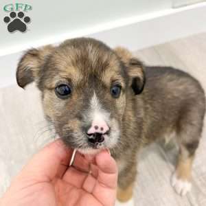 Millie, Cavalier King Charles Mix Puppy