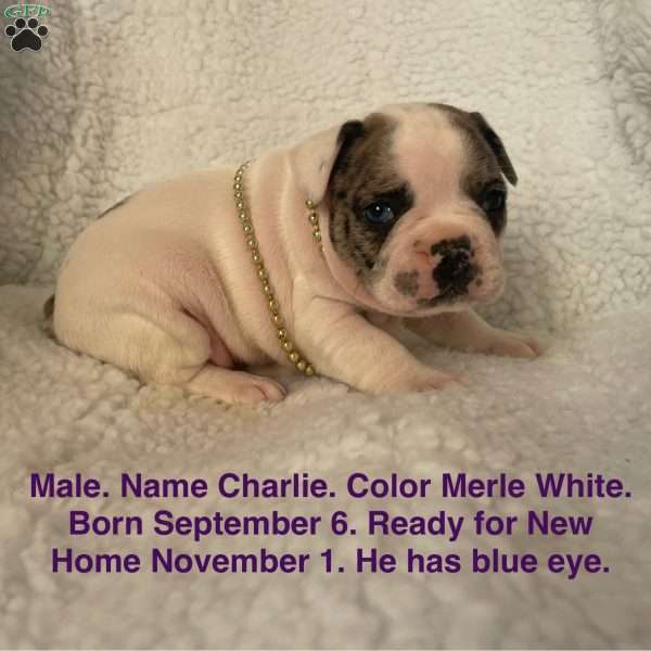 Charlie, French Bulldog Puppy