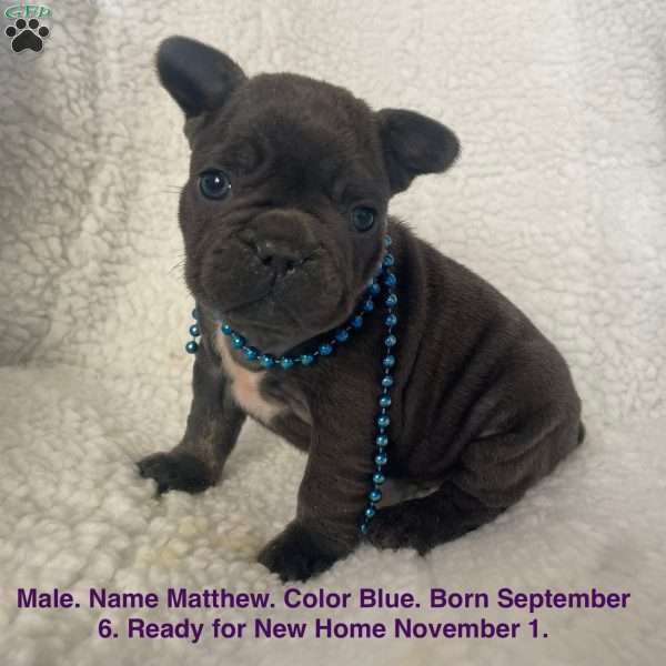 Matthew, French Bulldog Puppy