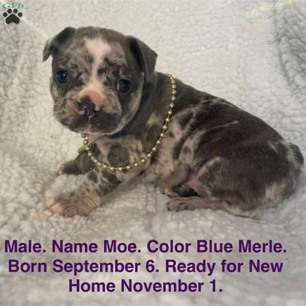Moe, French Bulldog Puppy