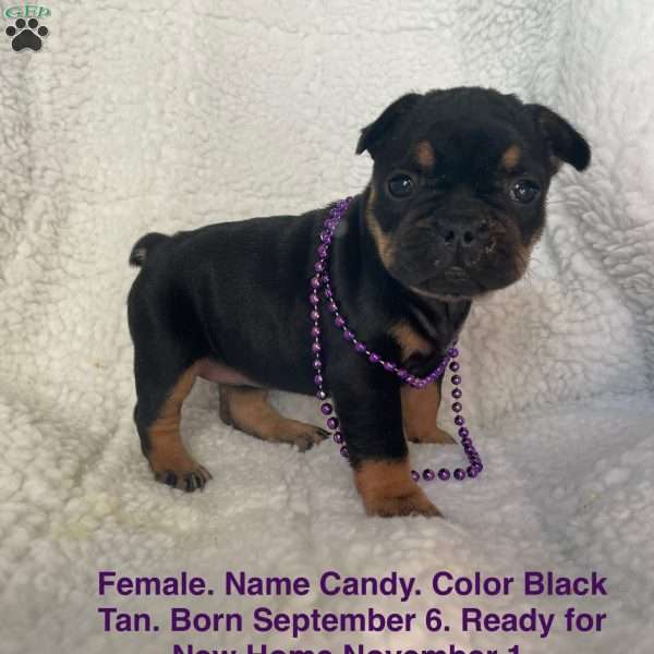 Candy, French Bulldog Puppy