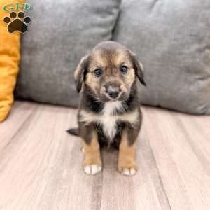 Ollie, Cavalier King Charles Mix Puppy