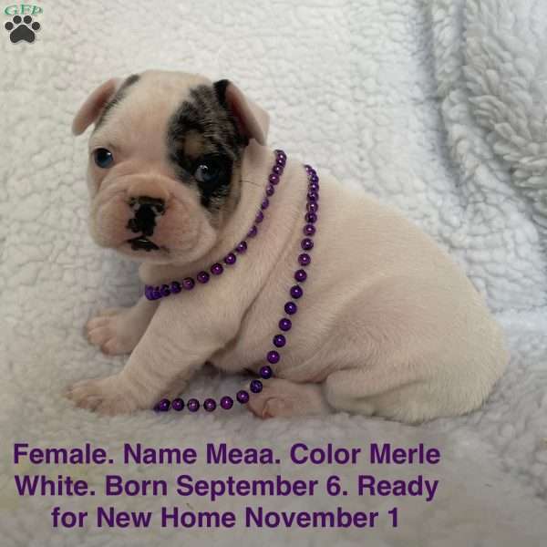 Meaa, French Bulldog Puppy