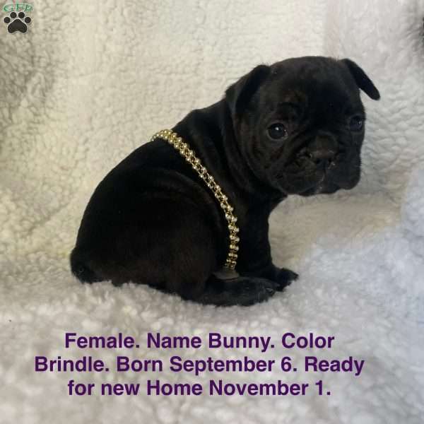 Bunny, French Bulldog Puppy