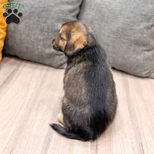 Ollie, Cavalier King Charles Mix Puppy