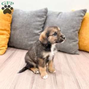 Ollie, Cavalier King Charles Mix Puppy