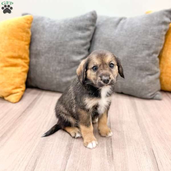 Ollie, Cavalier King Charles Mix Puppy