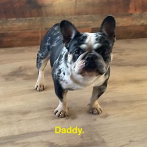 dad
