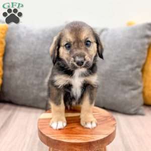 Ollie, Cavalier King Charles Mix Puppy